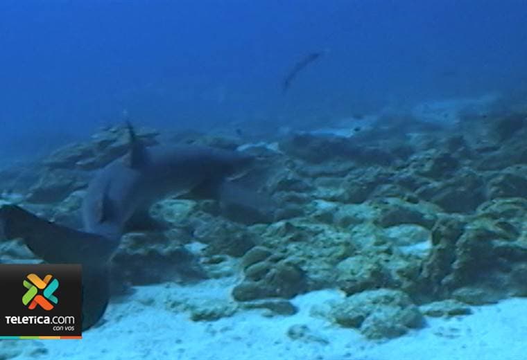 Fundación Marviva lanzó propuesta para salvar los tiburones