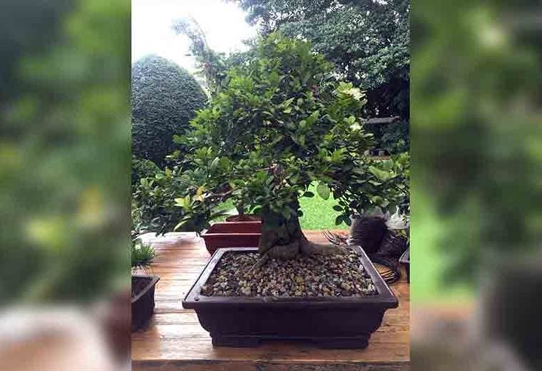Aprenda a relajarse en su hogar con los bonsái