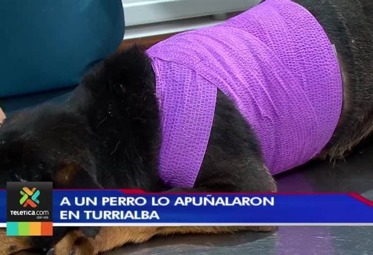 Continúa el maltrato animal en el país: a un perro lo apuñalaron varias veces en Turrialba