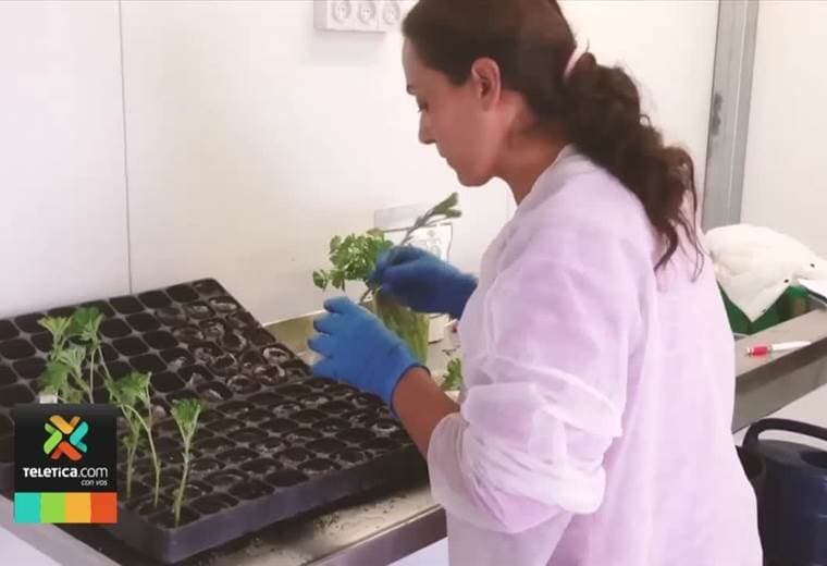 Proyecto de ley que busca legalizar el cannabis medicinal en Costa Rica podría quedar archivado