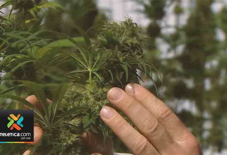 Proyecto de ley que busca legalizar el cannabis medicinal en Costa Rica podría quedar archivado
