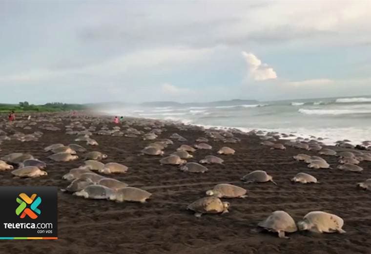 Miles de tortugas llegaron este fin de semana a Ostional