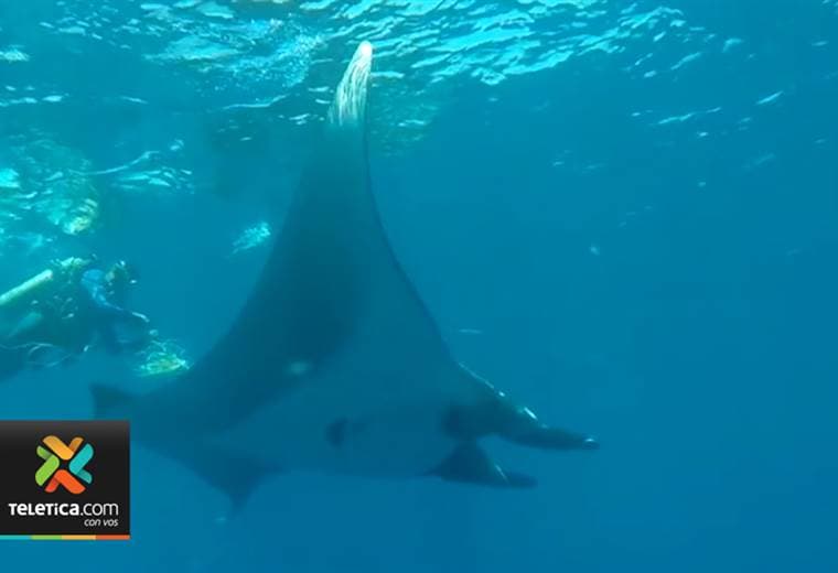 Buzo tico cuenta experiencia en islas Murciélago al liberar una manta gigante