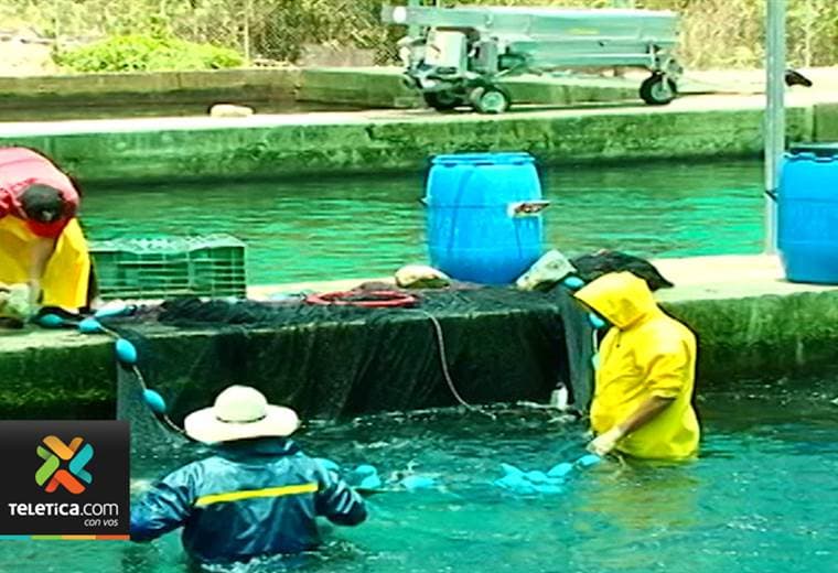 Fiscalía solicita nueve años de prisión contra sospechoso de usurpar río en Pérez Zeledón