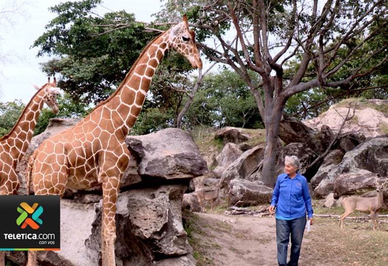 ¿Podría Costa Rica convertirse en un "banco de genes" de jirafas?