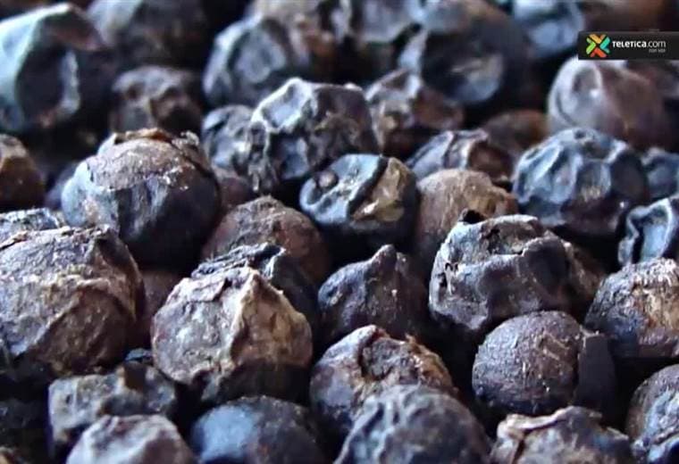 Conozca los beneficios de la cúrcuma y la pimienta