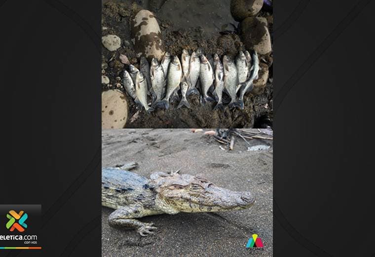 Explosión en el cráter del volcán Rincón de La Vieja generó muerte de animales en el río Niño