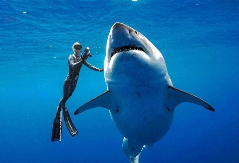 Buzos nadan con gigantesco tiburón blanco