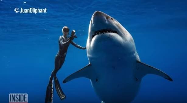 Buzos nadan con gigantesco tiburón blanco