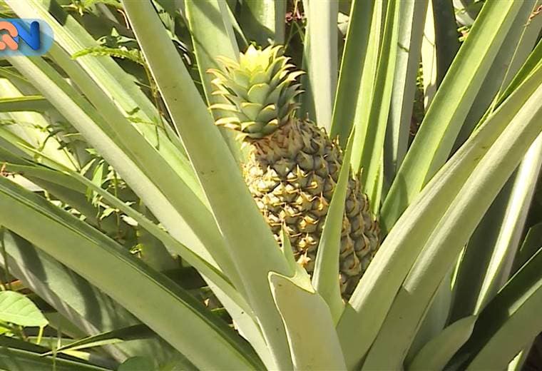 En Bajos de Chilamate de La Virgen de Sarapiquí nos topamos con un proyecto turístico rural donde los visitantes pueden aprender sobre el proceso de la piña, desde el cultivo, la cosecha hasta la degustación de los derivados de la fruta. Hace 5 años nació el proyecto en una finca que durante 12 años trabaja de manera orgánica. Si desea ir puede contactarlos a los números: 2761-0707 / 8372-0111