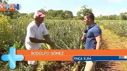 Bienvenidos a finca Surá. Este lugar debe su nombre al árbol ubicado en su entrada que tiene más de 200 años. Dentro nos espera don Rodolfo. Propietario de un emprendimiento con 7 años de historia, el cual mezcla agricultura orgánica con turismo. Como ya lo decía don Rodolfo, a diario recibe la visita de turistas de todas partes del mundo quienes no dejan de asombrarse con todas las curiosidades sobre la producción de piña, cúrcuma, jengibre, pimienta y la querida Matilde. Adicionalmente el proyecto cuenta con cabinas para hospedaje y pesca de tilapias. Tanto en la cocina como en el resto de la finca se disfrutan de experiencias gastronómicas muy variadas.