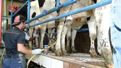 Vamos de travesía a una lechería