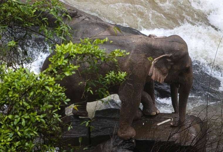 Esta foto de Thai News Pix tomada el 5 de octubre de 2019 muestra a dos elefantes atrapados en un pequeño acantilado en una cascada en el Parque Nacional Khao Yai en Tailandia THAI NEWS PIX/AFP