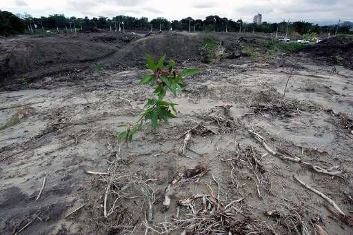 Presencencia  de narcotrafico causa deforestacion 