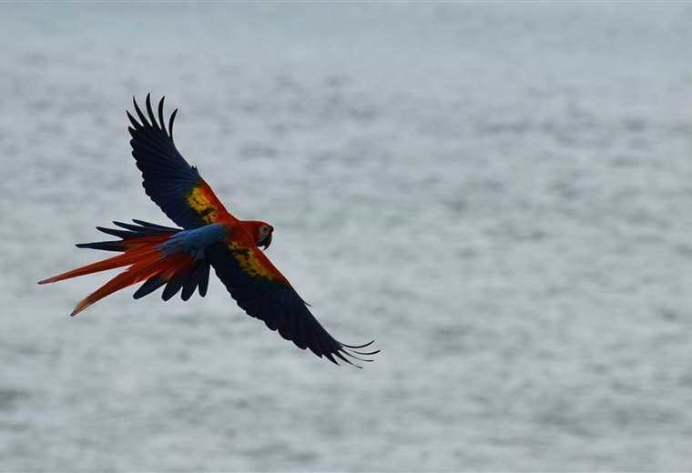 Aves en Costa Rica 