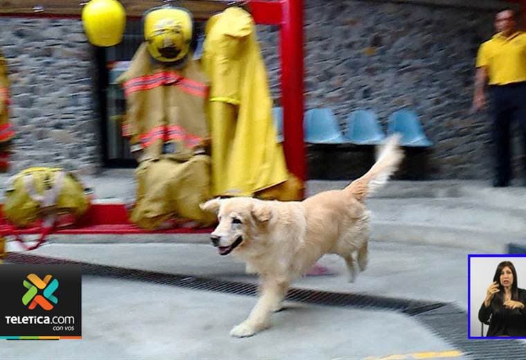 Fallece Kenay, el perro bombero que ayudó en importantes labores de rescate por 7 años