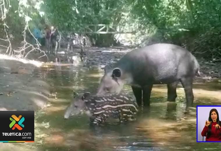 Danta y su cría fueron captadas en el Parque Nacional Corcovado Luanna