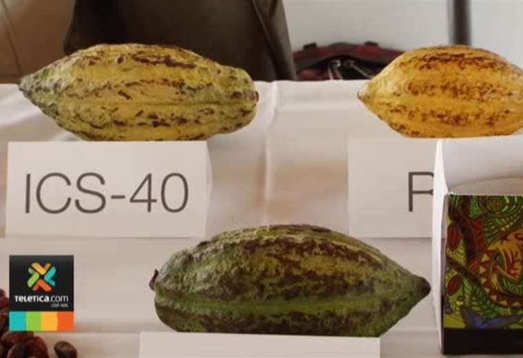 Cacao tico se posiciona entre los mejores del mundo