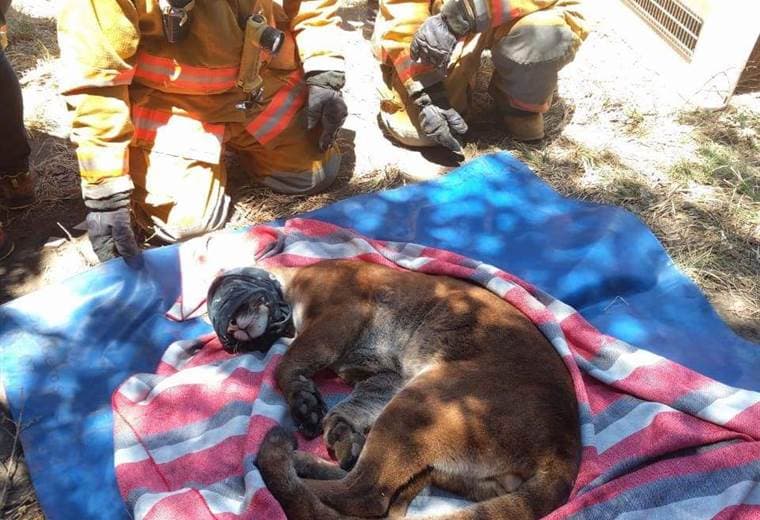 Bomberos realizaron operativo para atrapar a un puma en Tibás