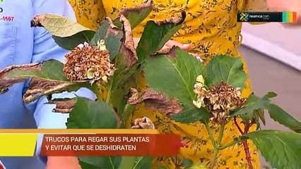 Riego de plantas durante el verano