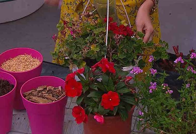 Riego de plantas durante el verano