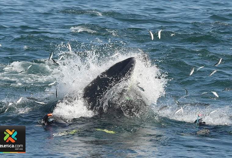 Una ballena se traga a un buzo en Sudáfrica que se salva milagrosamente