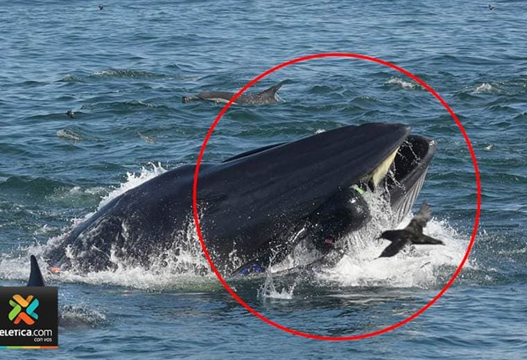 Una ballena se traga a un buzo en Sudáfrica que se salva milagrosamente