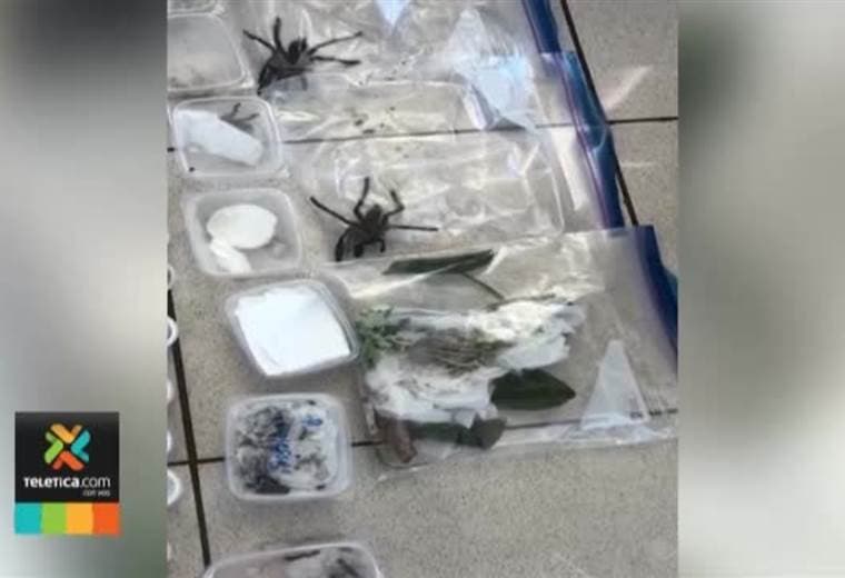 Fiscalía logra condena de ocho meses contra extranjeros que infringieron Ley de Vida Silvestre