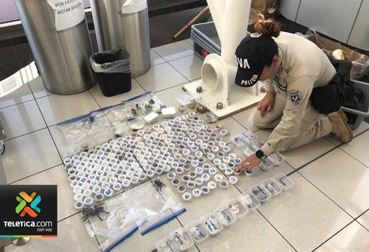 Fiscalía logra condena de ocho meses contra extranjeros que infringieron Ley de Vida Silvestre