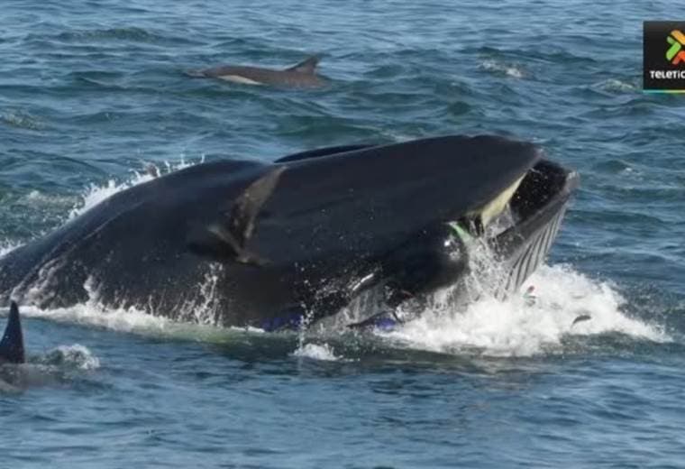 Una ballena se traga a un buzo en Sudáfrica que se salva milagrosamente