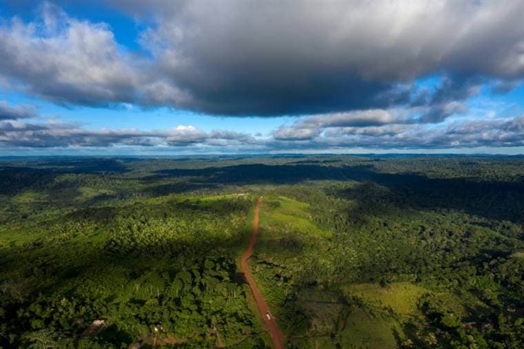 Selva tropical. Foto AFP
