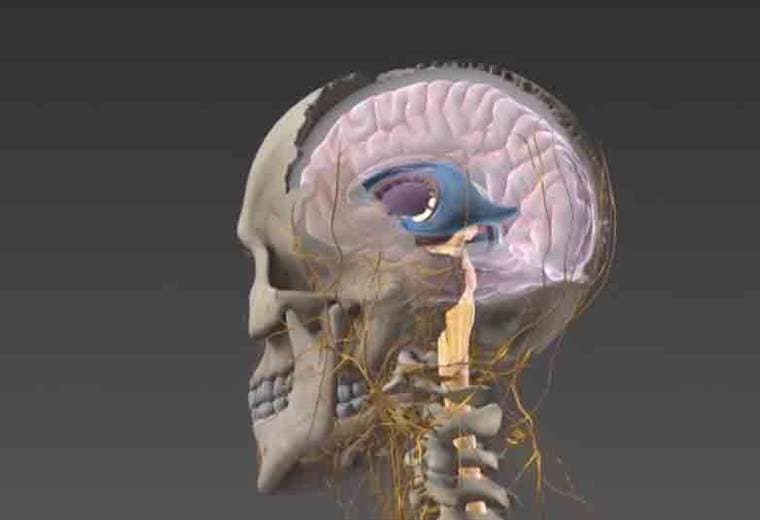 Neurópatas y principales causas