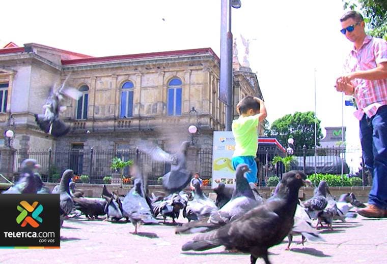 Palomas del centro de San José están en la mira de las autoridades y podrían se esterilizadas