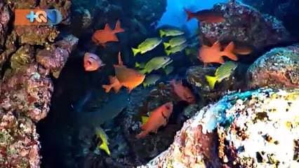 La respuesta es fácil de entender, resulta que hasta el gofo dulce llegan a parir las tiburonas martillo que se convirtieron en madres en la Isla del Coco. En este lugar que hoy es Santuario Del Tiburon Martillo, así lo estipuló el gobierno el año anterior, es que crecen los bebes tiburones martillo y permanecerán alimentándose durante al menos 3-4 años. Es por eso que Misión Tiburón entra en el pueblo, para hacer conciencia y lograr que los pescadores comprendan que los tiburones valen más vivos que muertos.