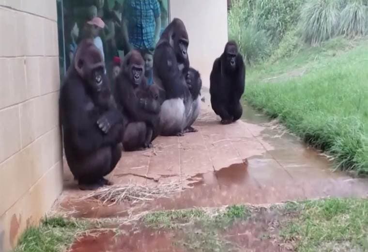 Video de gorilas en media lluvia se ha vuelto viral en las redes sociales
