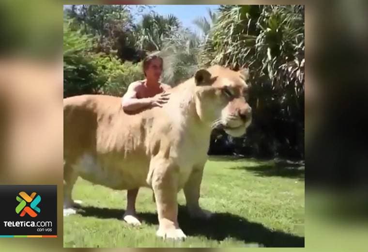 Video muestra el que podría ser el felino más grande del mundo