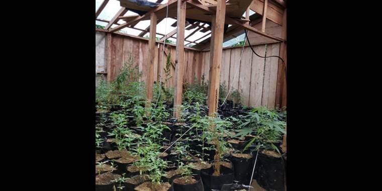 Autoridades decomisaron más de 1.000 plantas de marihuana