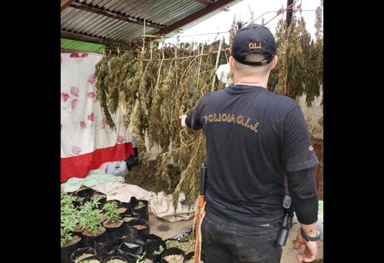 Autoridades decomisaron más de 1.000 plantas de marihuana