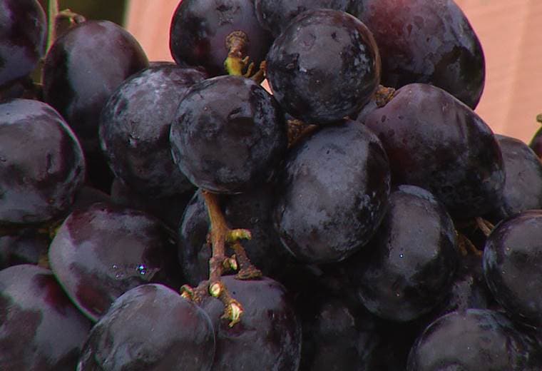 Usos y beneficios de la uva