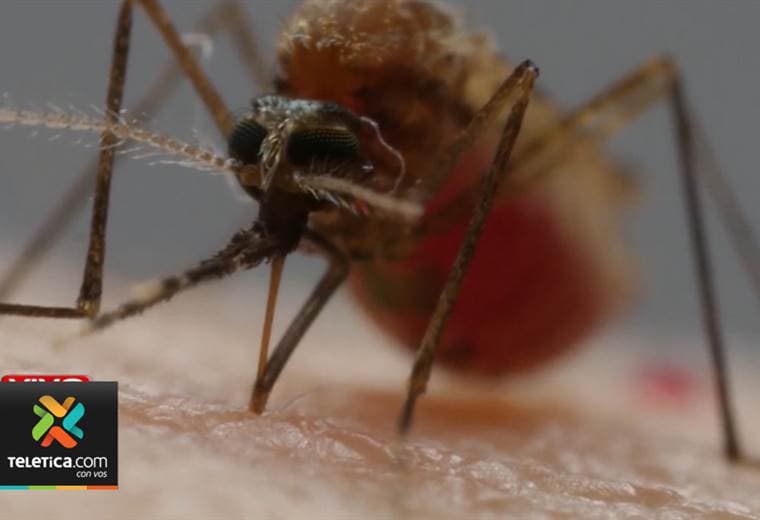 Autoridades están en alerta por los cuatro casos confirmados de malaria en Limón