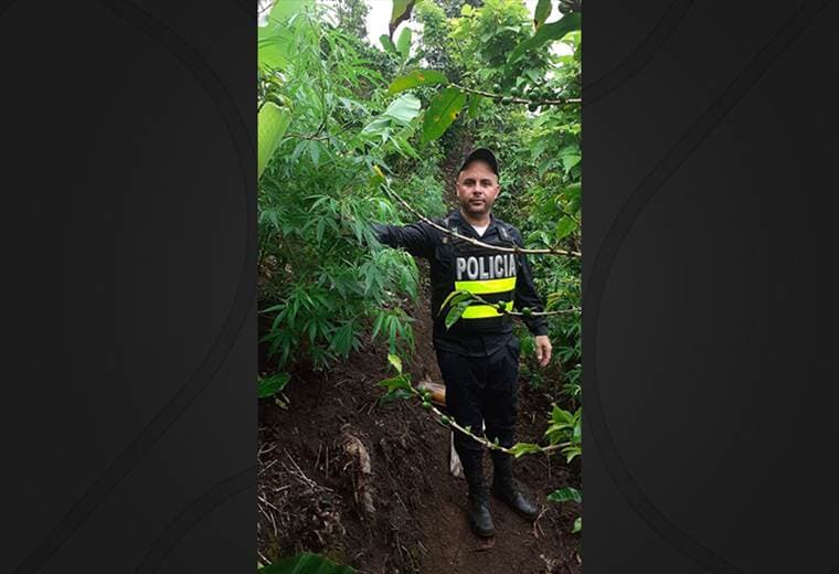 Policía ubica más de 300 matas de marihuana sembradas en Puntarenas