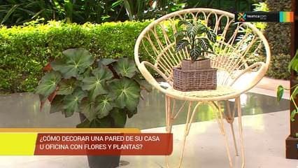 Aprenda a decorar la pared de su casa con flores y plantas con los siguientes consejos