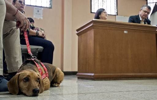 Primer juicio por maltrato animal en Costa Rica. Foto AFP