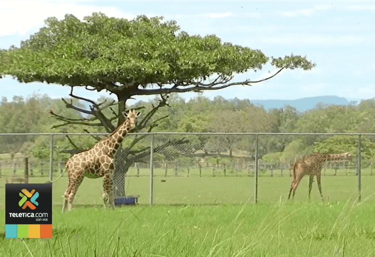 Ponderosa se convertirá de muchos animales bebés