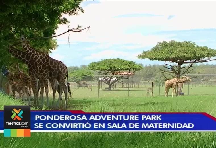 Ponderosa se convertirá de muchos animales bebés