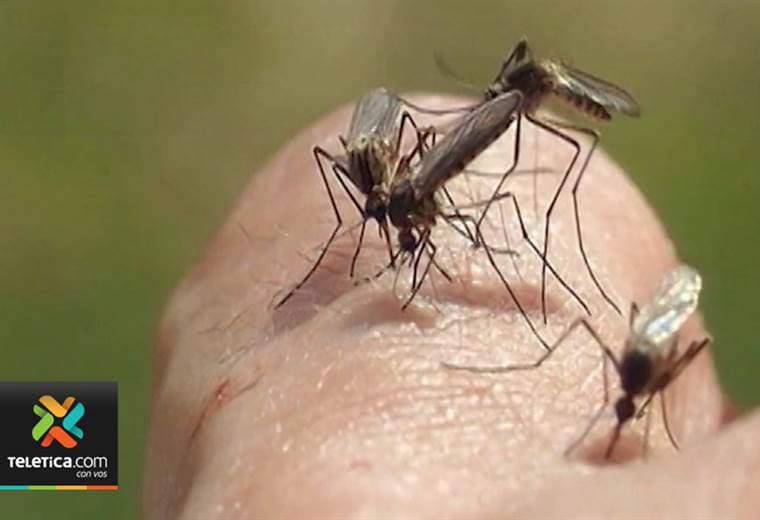 Ministerio de Salud pide reforzar la eliminación de criaderos de mosquitos para prevenir el dengue