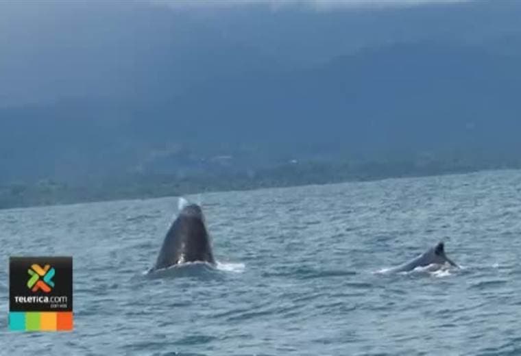 Avistamiento de ballenas en Osa
