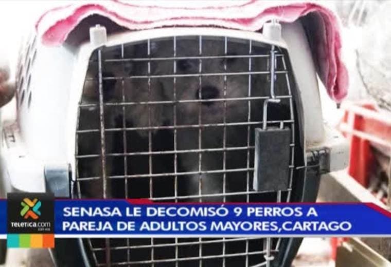 Senasa decomisó nueve perros french poodle víctimas de crueldad animal en Cartago