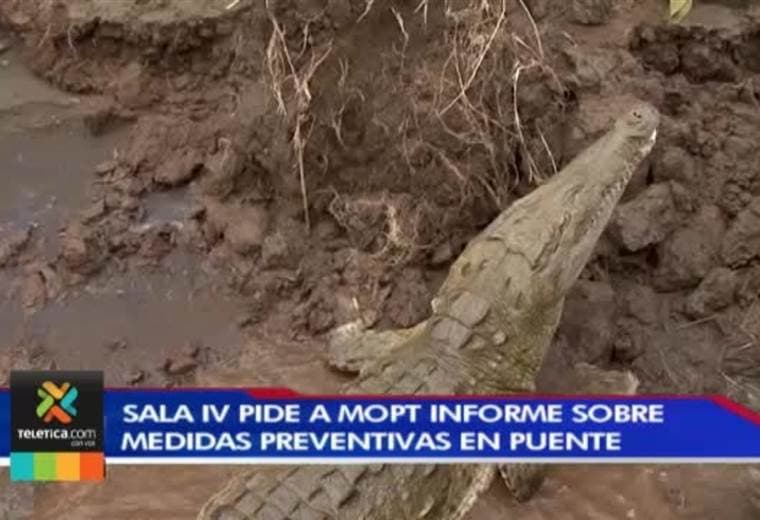 Sala IV pide al MOPT informe sobre medidas preventivas en puente para ver cocodrilos en Tárcoles
