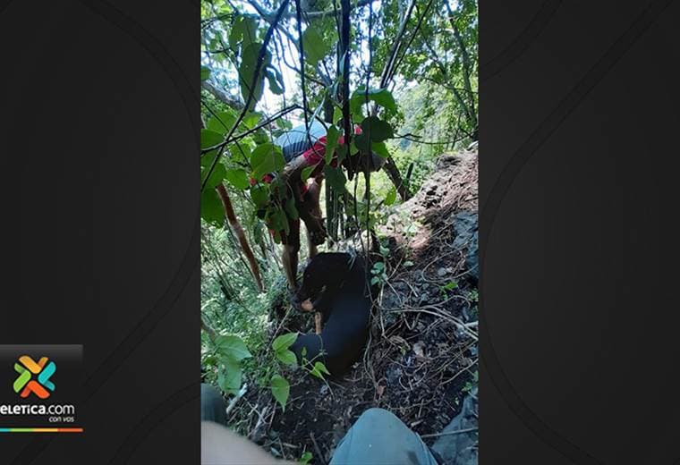Ciudadanos rescatan dos perros en peligro en la cima de una montaña en Puntarenas